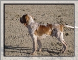 Wy�e� w�oski kr�tkow�osy, Bracco italiano, piasek